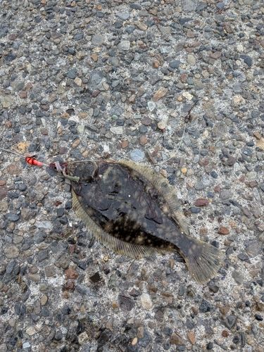 若洲海浜公園海釣り施設