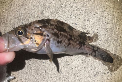 クロソイの釣果