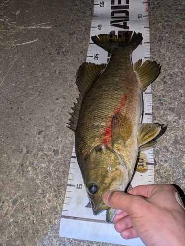 スモールマウスバスの釣果