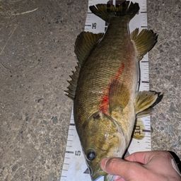 スモールマウスバス