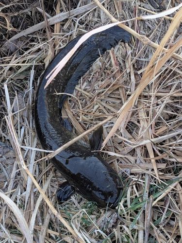 ナマズの釣果