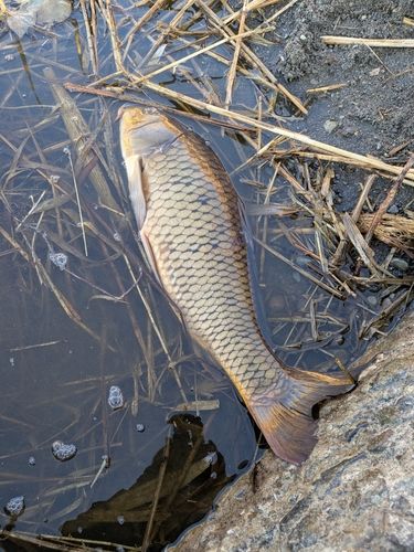 コイの釣果