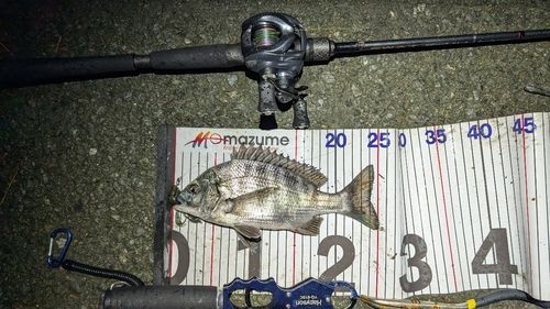 チヌの釣果