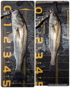 シーバスの釣果