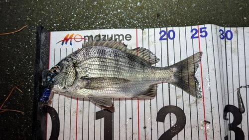 東京湾（アクアライン〜富津）