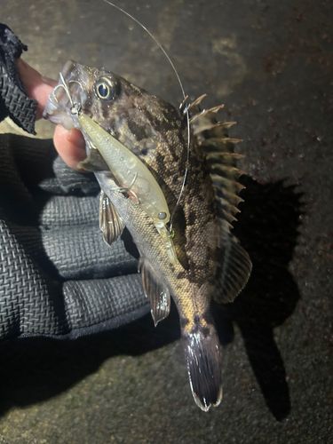 クロソイの釣果