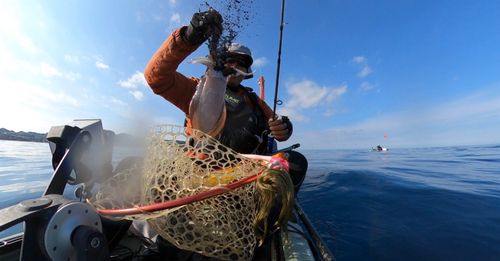 イカの釣果