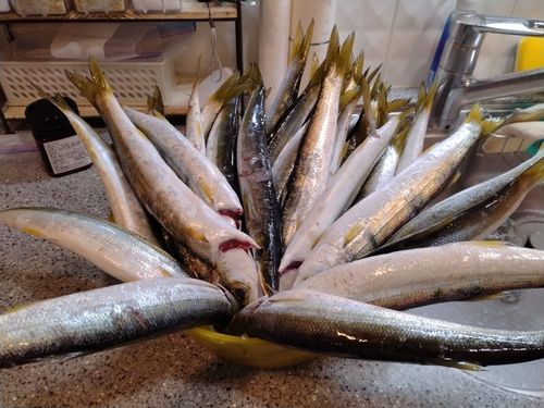 アカカマスの釣果