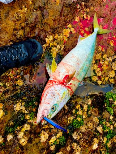 ヤズの釣果