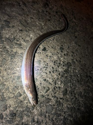 マリナタウン海浜公園