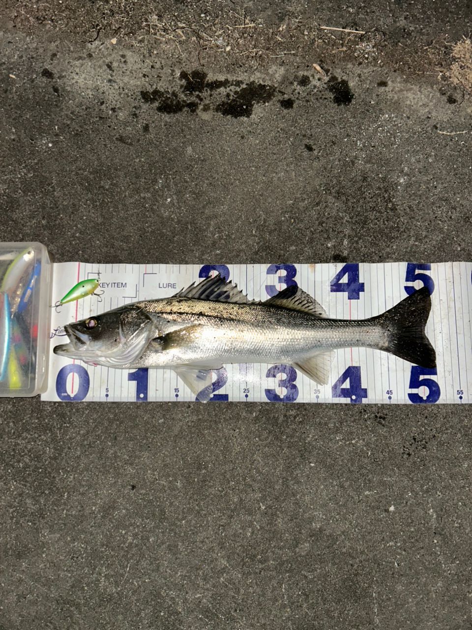 DAIWA 19ラテオ R 86MLの最安値・インプレ・釣果 | 本音の口コミが