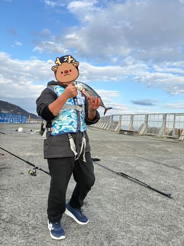 ソウダガツオの釣果
