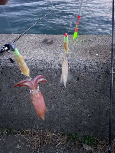 ササイカの釣果