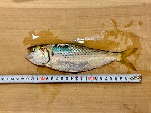 コノシロの釣果