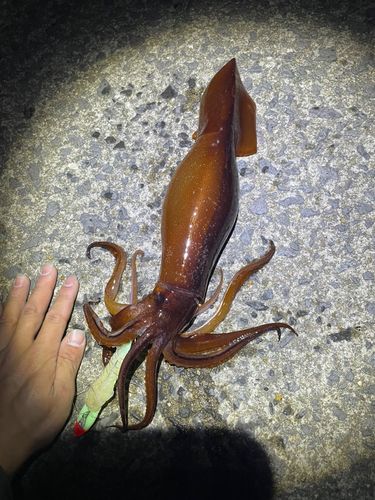 スルメイカの釣果