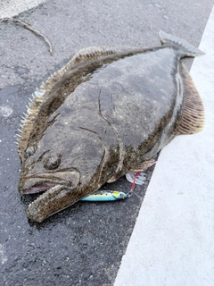 ヒラメの釣果