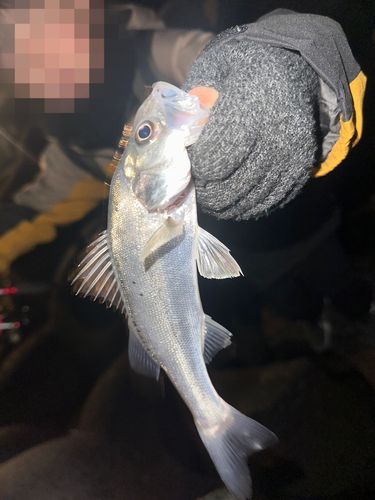 セイゴ（マルスズキ）の釣果