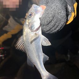 セイゴ（マルスズキ）