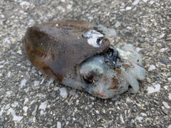 コウイカの釣果