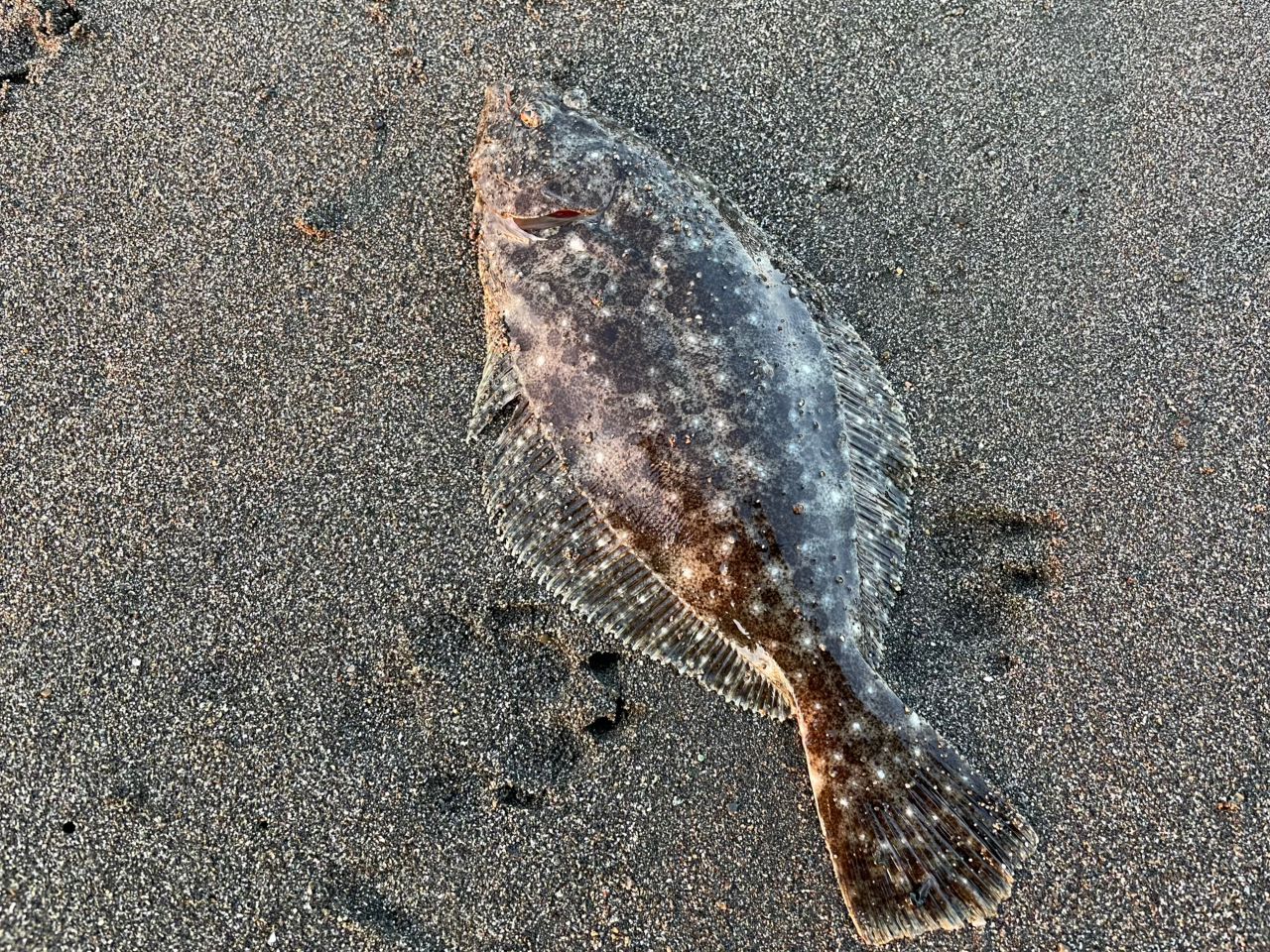 SHIMANO 22ネッサ BB S106MHの最安値・インプレ・釣果 | 本音の口コミ