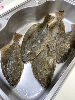 ヒラメの釣果