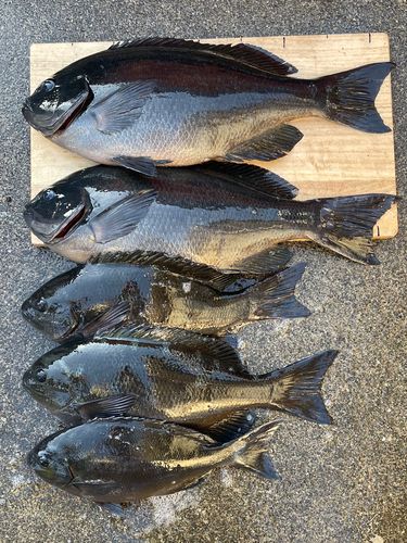 グレの釣果
