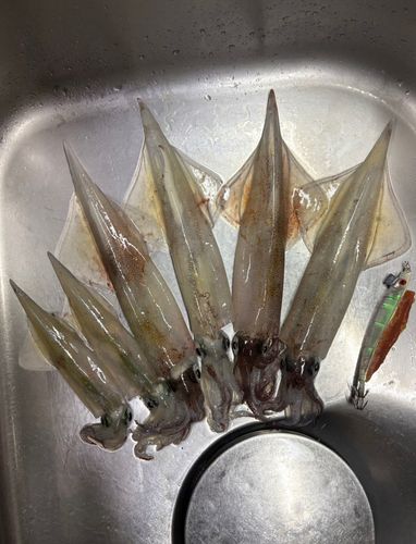 ヤリイカの釣果