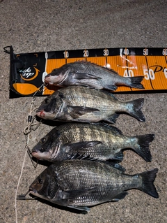 クロダイの釣果