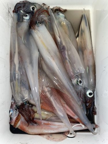 ヤリイカの釣果
