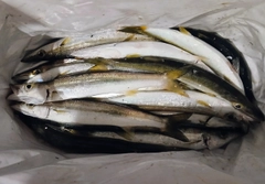 アカカマスの釣果