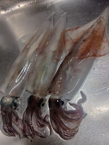 ヤリイカの釣果