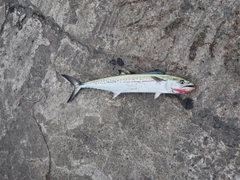 サゴシの釣果