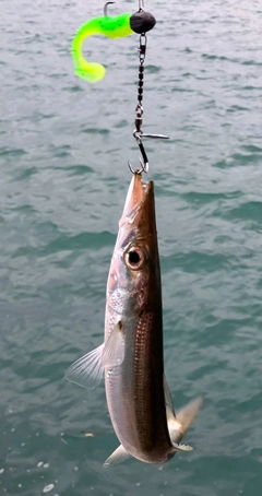 カマスの釣果