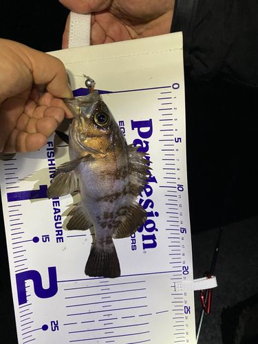 クロソイの釣果