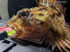 アラカブの釣果