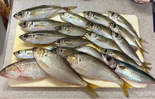 本牧海づり施設