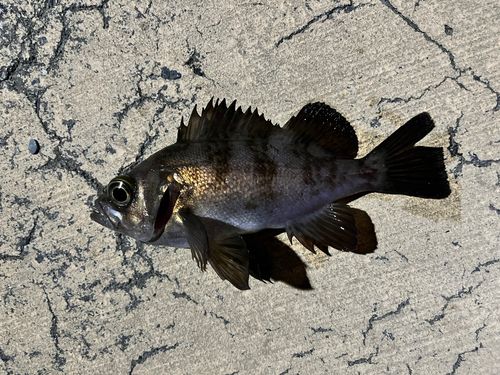 メバルの釣果