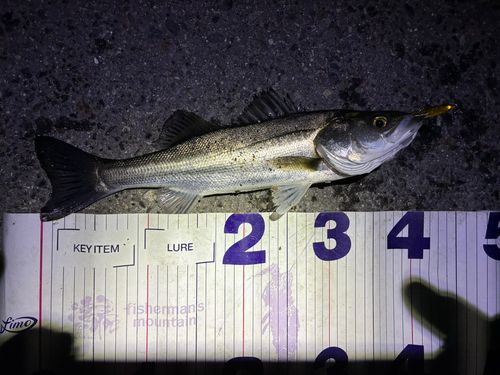 フッコ（マルスズキ）の釣果