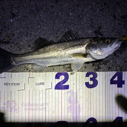 フッコ（マルスズキ）