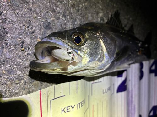 フッコ（マルスズキ）の釣果