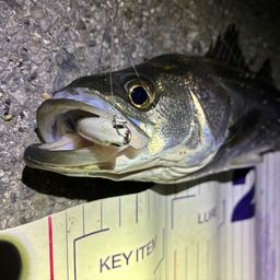 フッコ（マルスズキ）