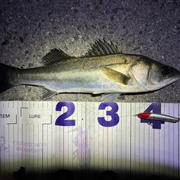 フッコ（マルスズキ）