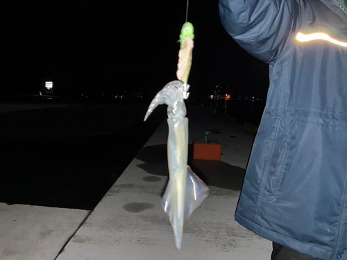 ヤリイカの釣果