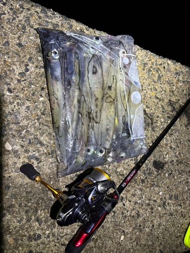 ササイカの釣果