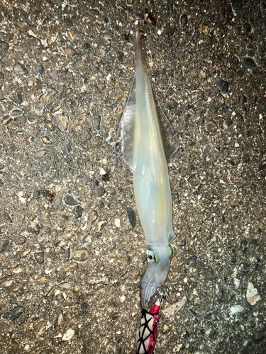 ヤリイカの釣果