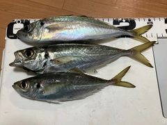 マアジの釣果