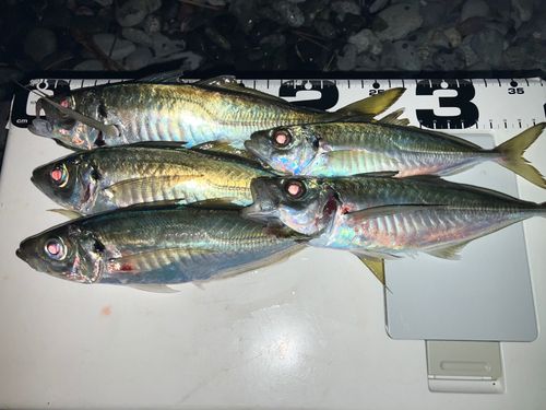 マアジの釣果