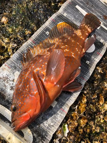 キジハタの釣果