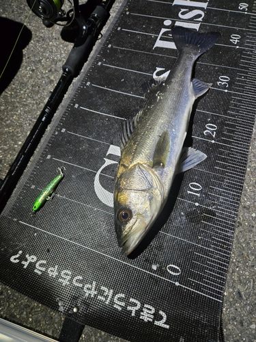 シーバスの釣果