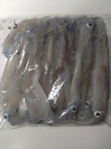 ヤリイカの釣果